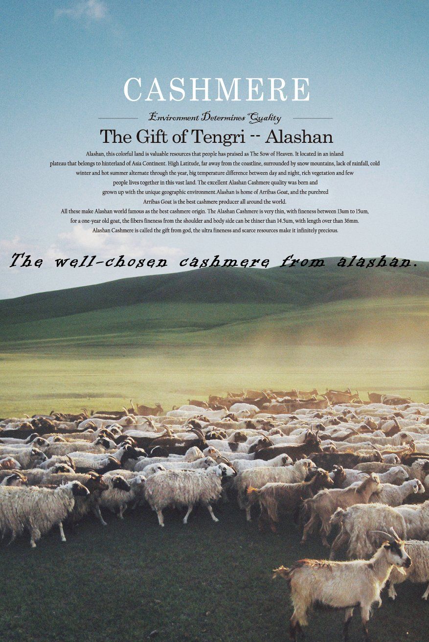 Women′s Cashmere Sweater with Round Neck (13brdw062-2)